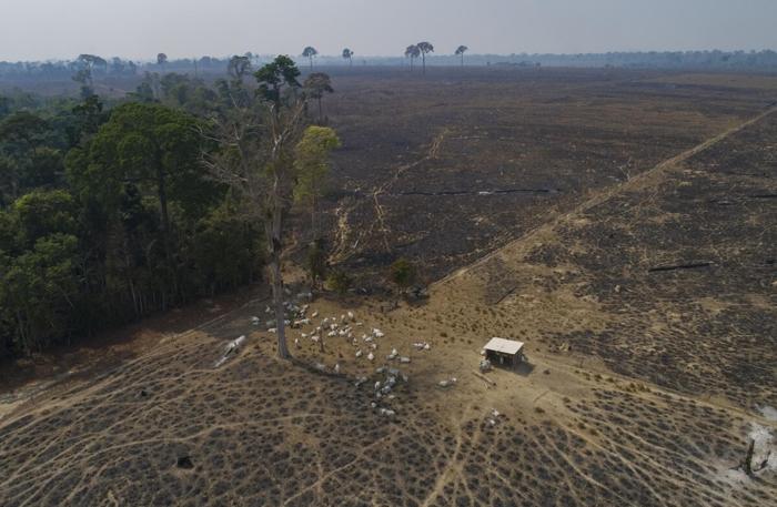 Effetti della deforestazione in Brasile, foto LaPresse