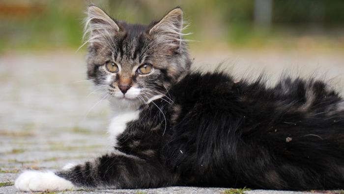 Orrore a Guidonia: Cane Randagio Attaccato con Petardo