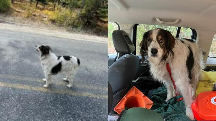 Il cane eroe Gita salva la vita del suo padrone anziano