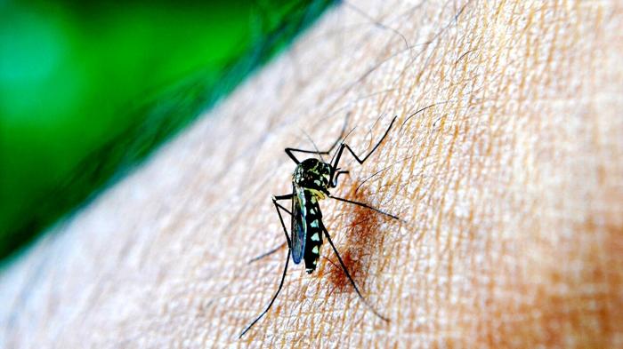 Allarme Dengue in Toscana: focolaio a Sesto Fiorentino