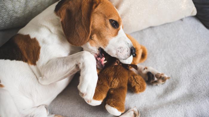 Il legame tra i cani e i peluche: un istinto predatorio nascosto