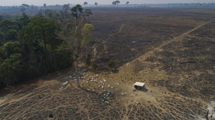 Posticipata l’attuazione del regolamento Ue sulla deforestazione: le divisioni in Parlamento