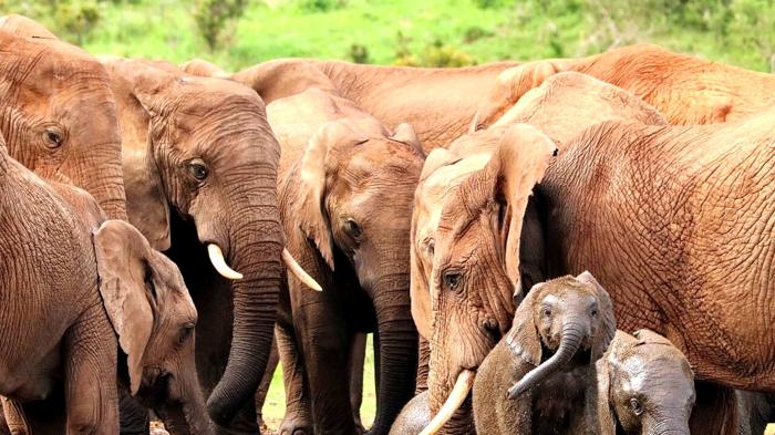 Tragedia nella tribù dei Pando: bambini calpestati da elefanti in India